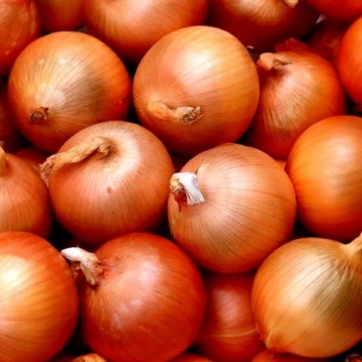 Elenka F1 - насіння цибулі, 250 000 нас., Cora Seeds